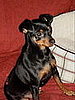 I Need Your Help . . . Company Calls, Puppy Answers by Biting