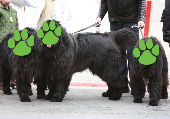 Guess What Breed? Guess What Breed?