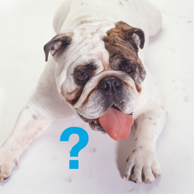 The Scoop: Top 10 Dog Breeds of 2008 The Scoop: Top 10 Dog Breeds of 2008