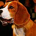 5. Beagle