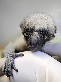 Baby Tahina Has Big Green Eyes and She's Watching You