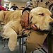 4. Golden Retriever 