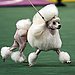 9. Poodle