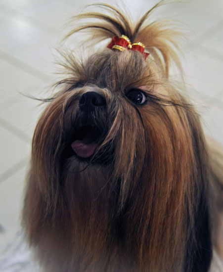 10. Shih Tzu