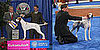 The AKC/Eukanuba National Champion Is...