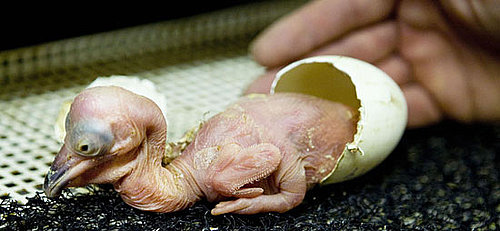 Hi, Baby Kroeskoppelpelikaan!