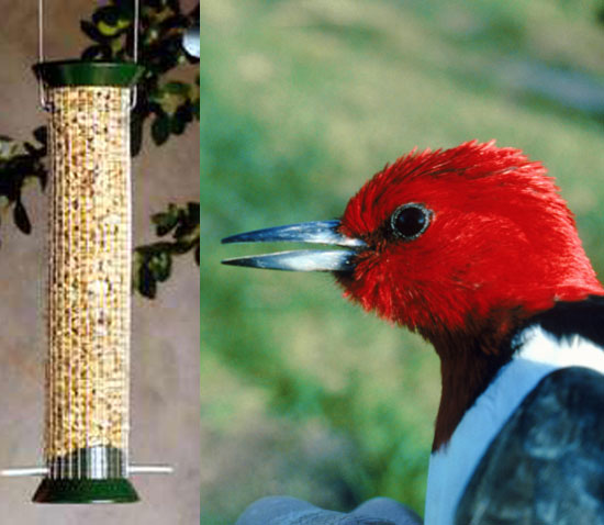Mesh Cling Feeder and Peanuts