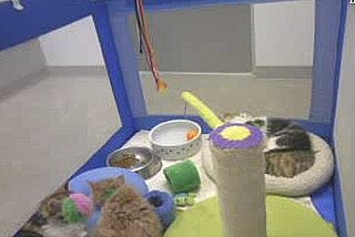 Watch Out Puppy Cam, Meet Kitten Cam!
