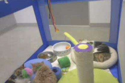 Watch Out Puppy Cam, Meet Kitten Cam!