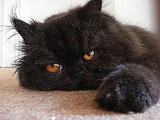 Shadow: Pet of the Week