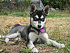 Breed Spotlight: Alaskan Klee Kai