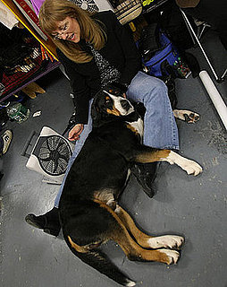 Guess What Breed?