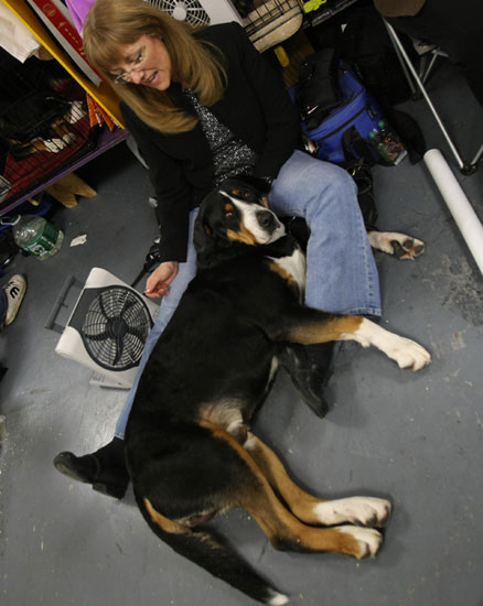 Guess What Breed?