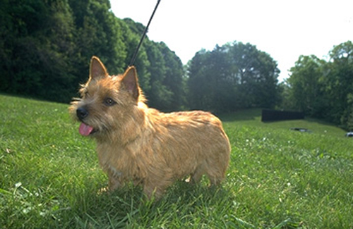 Guess What Breed?