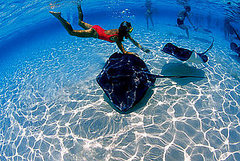 Spotlight: Hubbs-SeaWorld Research Institute
