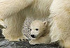 Germany Is the Land of Polar Bears . . . Meet Baby Wilbaer
