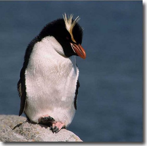 Snares Island Penguins Snares Island Penguins
