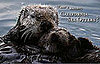 The Scoop: Deadly Cat Poop for Sea Otters