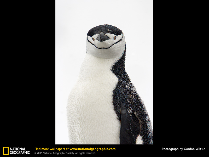 Chinstrap Penguins Chinstrap Penguins