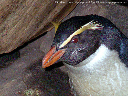 Fjordland Crested Penguins Fjordland Crested Penguins