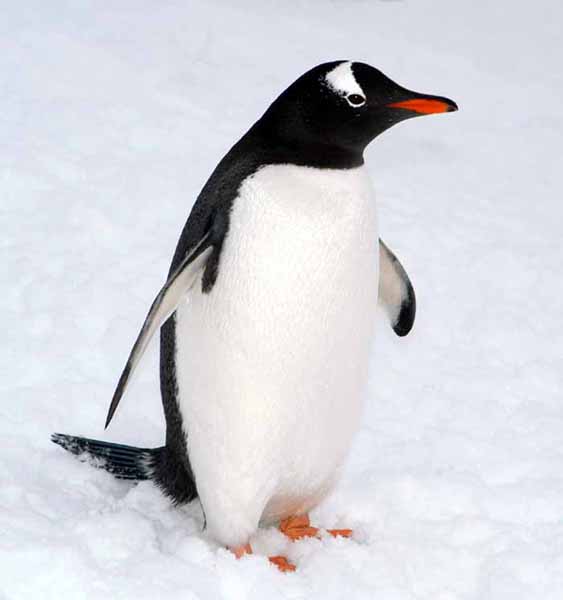 Gentoo Penguins Gentoo Penguins