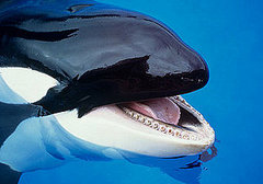 Creature Features: Killer Whales