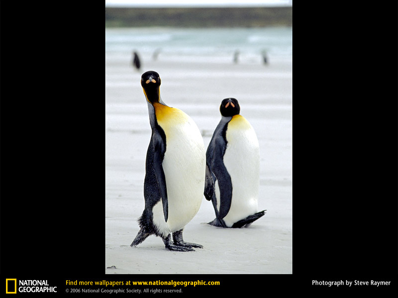 King Penguins King Penguins