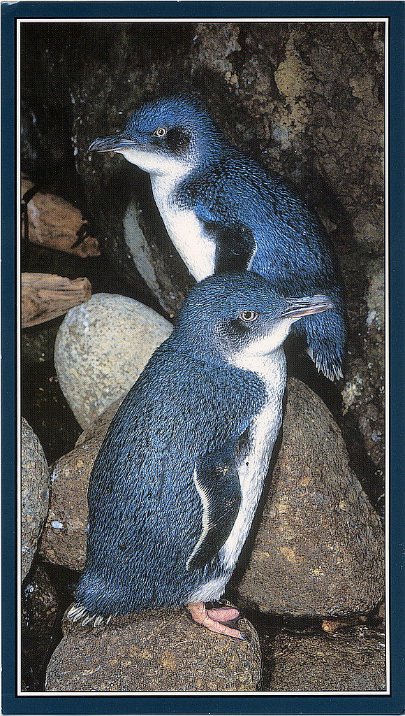 Fairy Penguins Fairy Penguins
