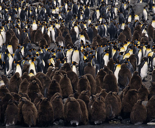 Happy World Penguin Day!