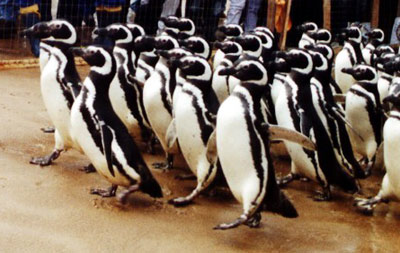 Magellan Penguins Magellan Penguins