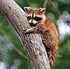 I Need Your Help . . . Raccoons Want In (to My Garbage)