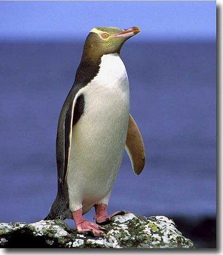 Yellow-Eyed Penguins Yellow-Eyed Penguins