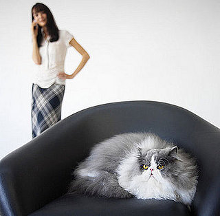 To the Rescue: Help Kitty Love Him as Much as You Do