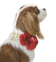 Blooming Beauty Collection Blooming Beauty Collection