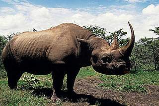 Creature Features: Rhinos