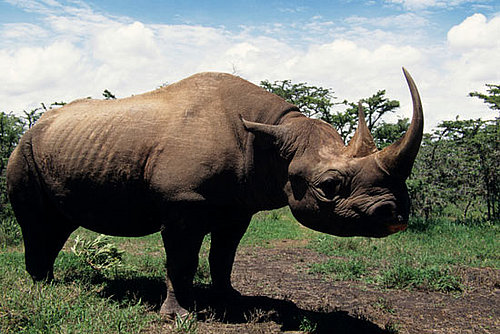 Creature Features: Rhinos