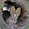 Guess What Animal? 