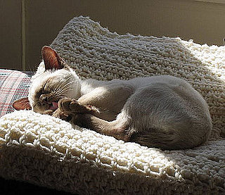 Do You Own a Purebred Cat?