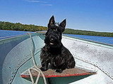 Pippi: Pet of the Day Pippi: Pet of the Day