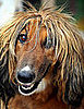 Guess What Breed?