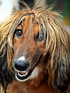 Guess What Breed?