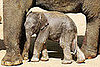 This Baby Elephant Is Only 33 Hours Old!