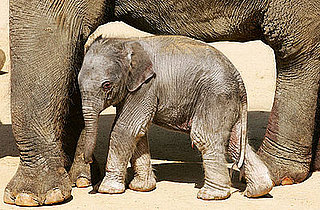 This Baby Elephant Is Only 33 Hours Old!