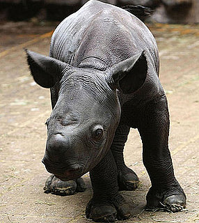 This Rhino Cutie Is Only One Day Old!