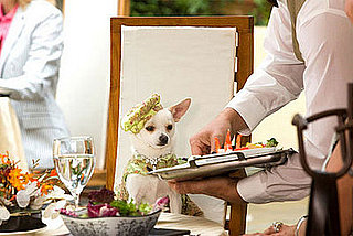 Another Trailer for Your Consideration: Beverly Hills Chihuahua
