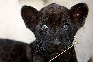 Adoro Baby Otorongo Alert!