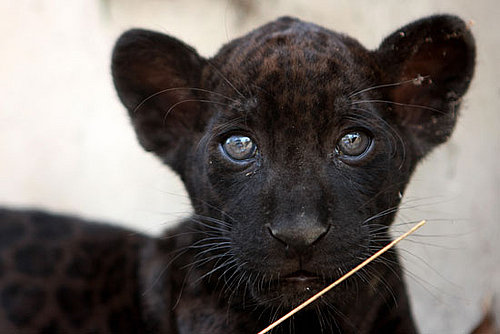 Adoro Baby Otorongo Alert!