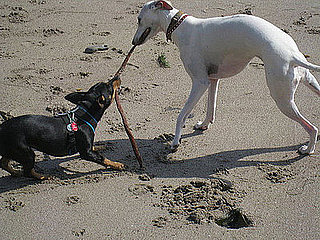 B-Bop: Pet of the Day