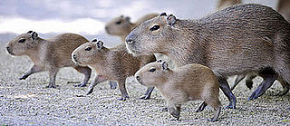 Creature Features: Capybara