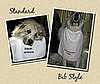Pampered Pals: Droolworthy Doggie Towels
